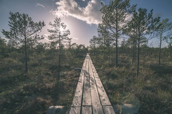 Houten Plank Promenade Moerasgebied Het Najaar Perspectief — Stockfoto