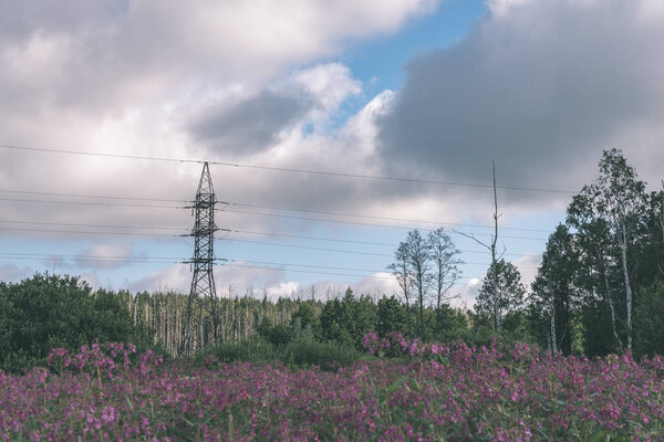 pink blooming wildflowers in countryside under cloudy sky