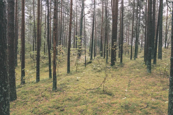 Troncos Árboles Bosque Siempreverde Nublado —  Fotos de Stock