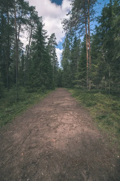 Sentier Randonnée Forêt Été Avec Feuillage Vert Ensoleillé — Photo