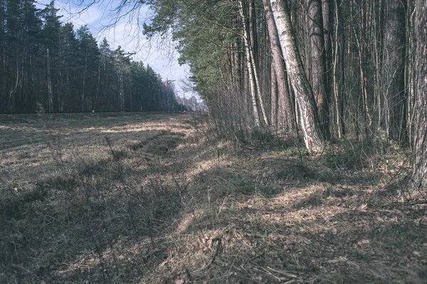 Fältet Med Tåg Räls Och Skogen Solljus — Stockfoto