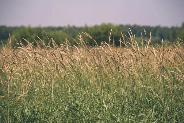 Фон Сухой Высокой Травы Летнем Лугу — стоковое фото