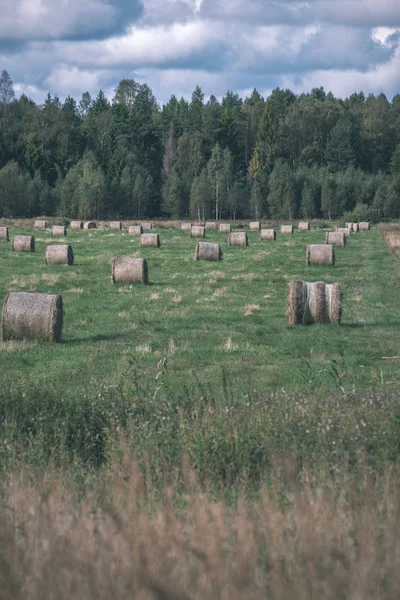 Rolls Hay Green Field Forest Background — Stock Photo, Image