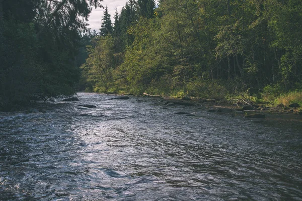 Snabb Amata Floden Grön Sommar Skog Lettland — Stockfoto