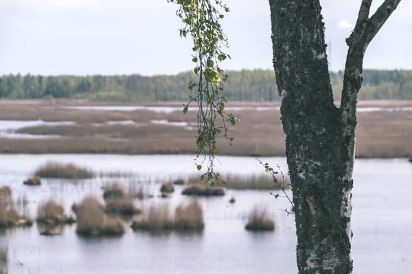 Vacker Björk Träd Träsket Område Suddig Bakgrund — Stockfoto