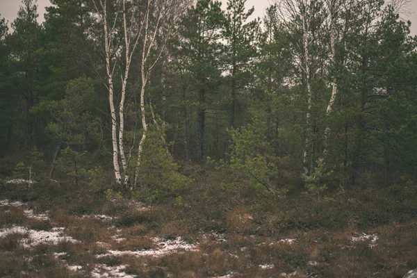 Mixed Forest Late Autumn Overcast — Stock Photo, Image