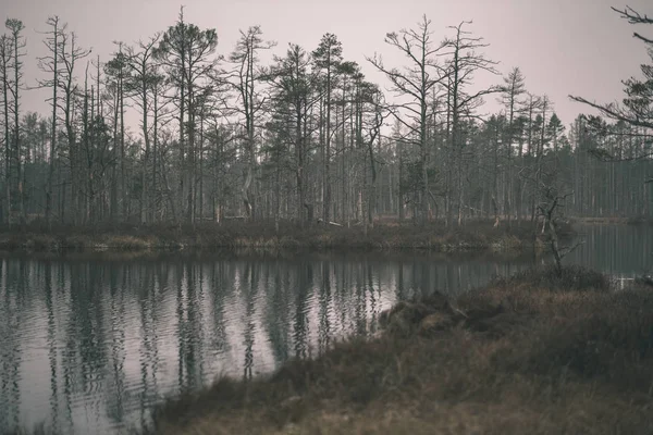 Reflecties Van Bomen Het Kalme Water Van Lake — Stockfoto