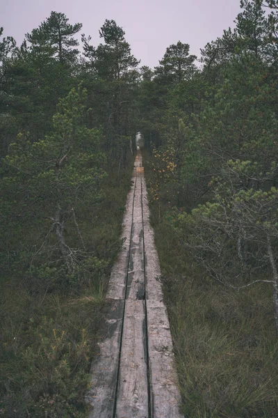 Fából Készült Deszka Boardwalk Mocsári Területen Ősszel Terv — Stock Fotó