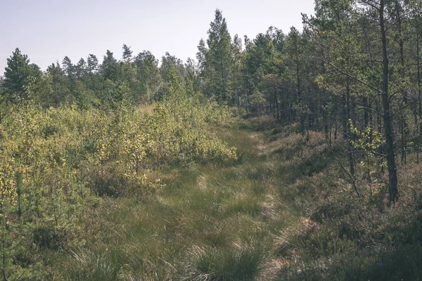 Frisches Grünes Laub Sommerwald — Stockfoto