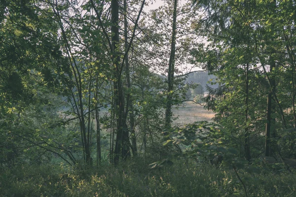 Nyári Zöld Lomb Nyári Vidéken — Stock Fotó