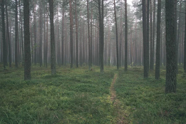 松树树干在森林与绿草在雾 — 图库照片