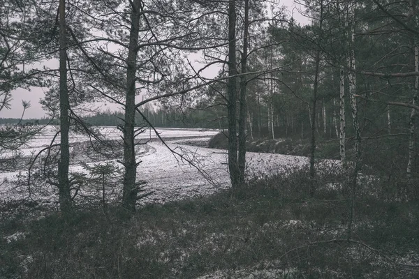 干燥树干在冬天的树林阴天 — 图库照片