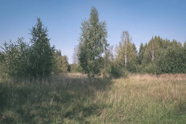 Paesaggio Campagna Prato Con Alberi Estate — Foto Stock