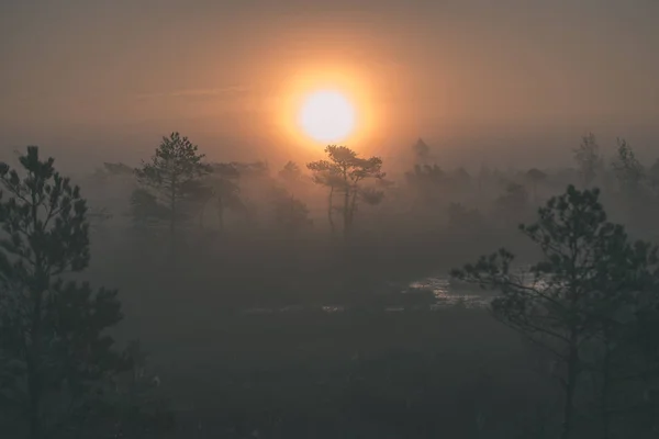 misty swamp bog area at bright sunrise