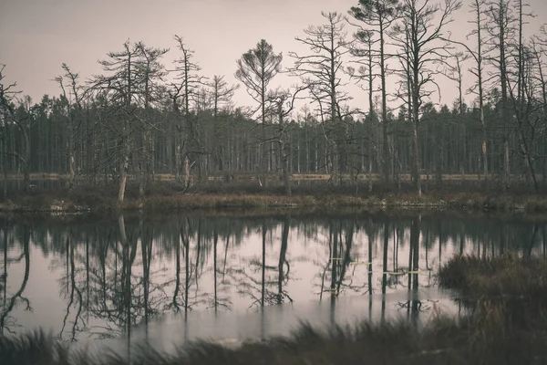 Reflets Arbres Dans Eau Calme Lac — Photo