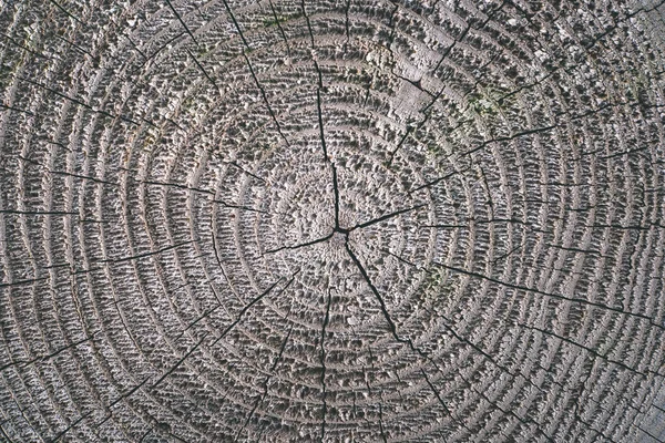 Παλιά Ξηρή Δέντρο Κούτσουρο Υφή — Φωτογραφία Αρχείου