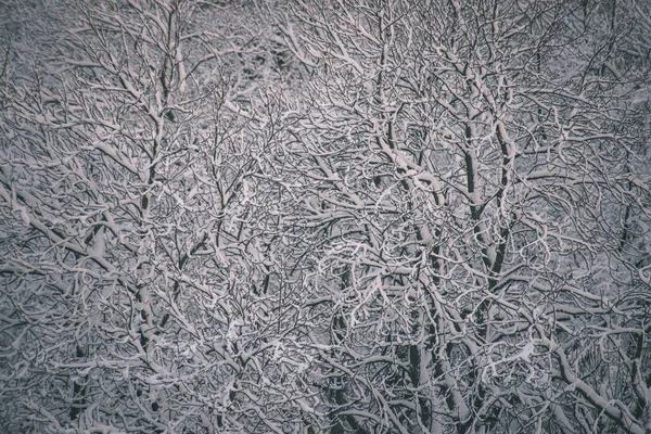 凍りついた雪の背景が冬に分岐をカバー — ストック写真