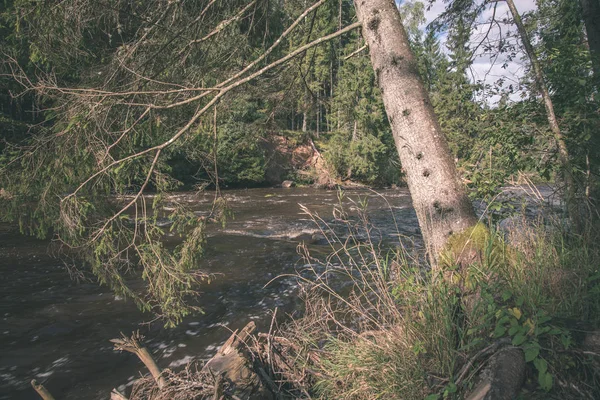 Γρήγορη Amata Ποτάμι Στο Δάσος Πράσινο Καλοκαίρι Λετονία — Φωτογραφία Αρχείου