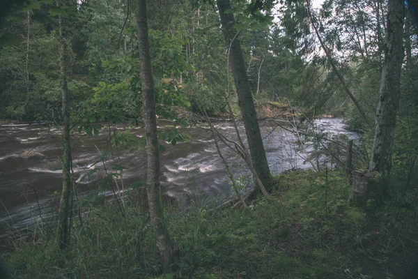 Rychlý Amata Řeka Zelené Letní Forest Lotyšsko — Stock fotografie