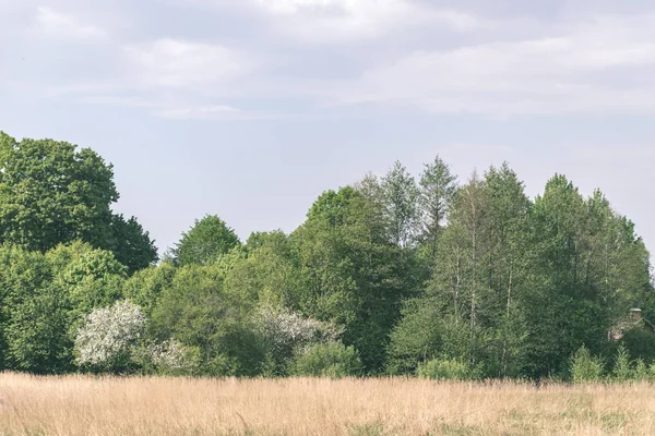 Schlichte Ländliche Frühlingslandschaft Mit Frischen Grünen Wiesen Und Wäldern — Stockfoto