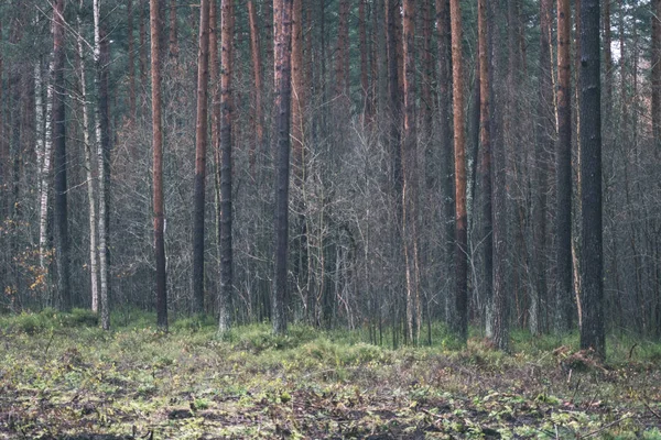 Tree Trunks Evergreen Forest Overcast — Stock Photo, Image