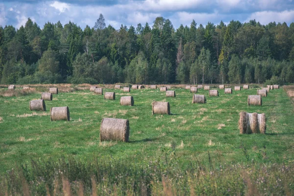 Rouleaux Foin Dans Champ Vert Avec Forêt Sur Fond — Photo