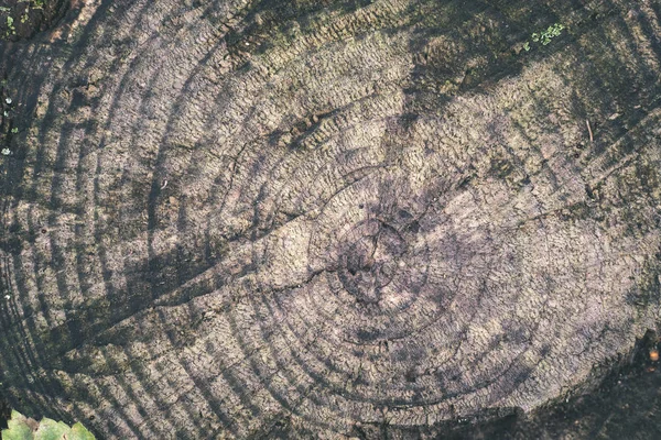古老的干树桩纹理 — 图库照片