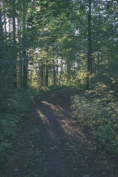 Trilha Caminhadas Turísticas Verde Floresta Verão Com Folhagem Verde — Fotografia de Stock