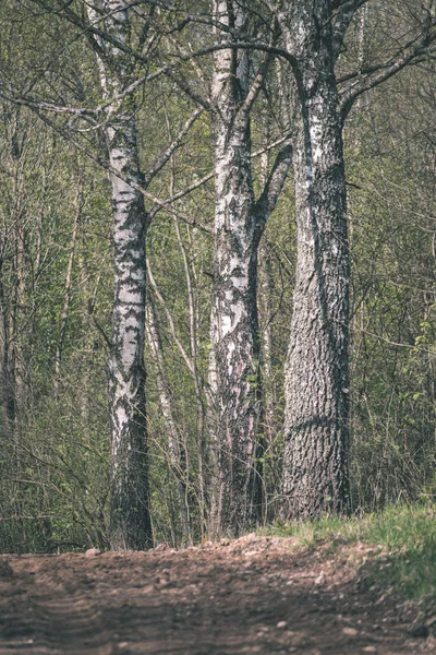Гай Березових Дерев Ростуть Сільській Місцевості — стокове фото