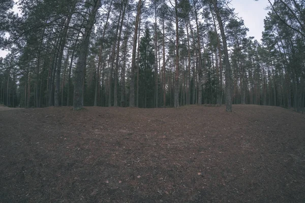 Ladin ve çam ağaçları ile herdem yeşil orman arka plan