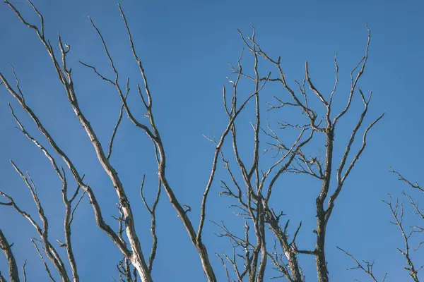 赤裸的树分支在深秋在蓝天的背景下 — 图库照片