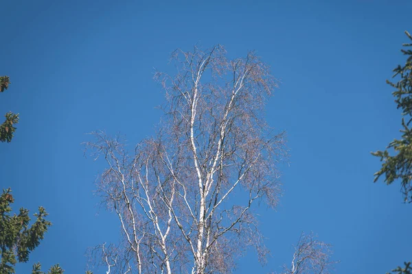 青い空に対する裸の木の枝 — ストック写真