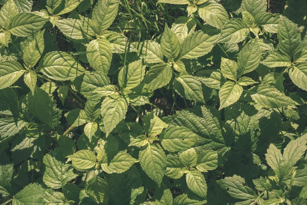 Зелене Літнє Листя Росте Природі — стокове фото