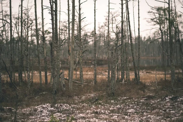 Moeras Landschapsmening Met Droge Verre Bomen Avond — Stockfoto