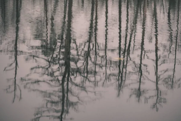 Отражения Деревьев Спокойной Озерной Воде Лесу — стоковое фото