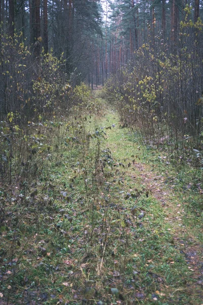 Caminho Floresta Sempre Verde Nublado — Fotografia de Stock