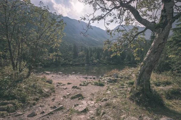 Старе Сухе Дерево Природі Літній Ліс Горами Фоні — стокове фото
