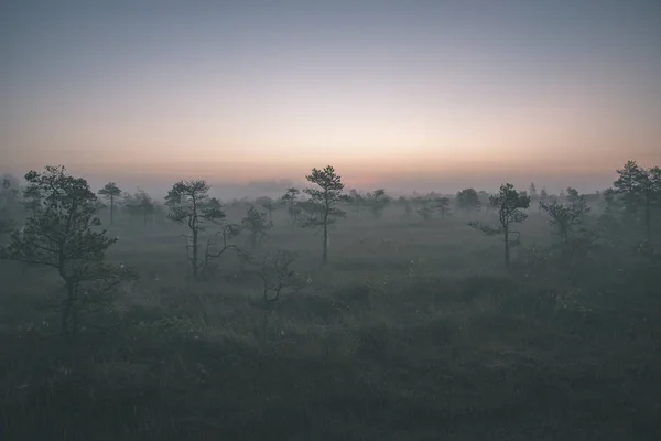 Туманное Болото Восходе Солнца — стоковое фото