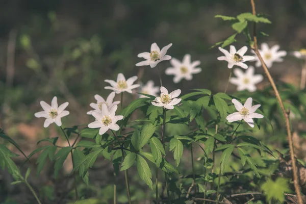 Белый Полевые Цветы Цветущие Природе Зеленой Листвы Размытом Фоне — стоковое фото