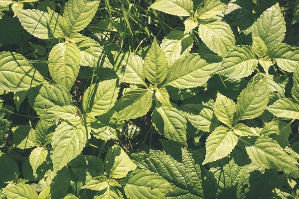 自然の中に成長し緑の夏葉 — ストック写真