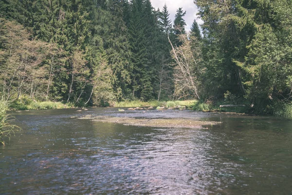 Потік Води Річки Amata Латвії Пісковика Скелі Зеленого Листя Влітку — стокове фото