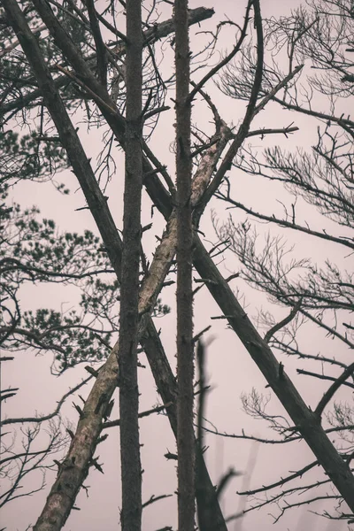 Pohled Kmeny Stromů Proti Zatažené Obloze — Stock fotografie