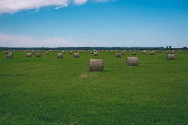 Rollos Heno Campo Verde Bajo Cielo Azul Campo Letonia —  Fotos de Stock