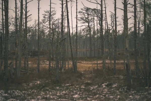 Sumpflandschaft Mit Trockenen Weit Entfernten Bäumen Abend — Stockfoto
