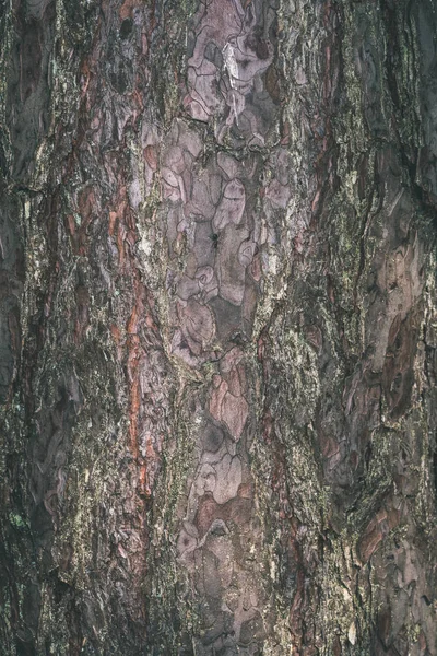 Gros Plan Sur Texture Sèche Écorce Arbre — Photo