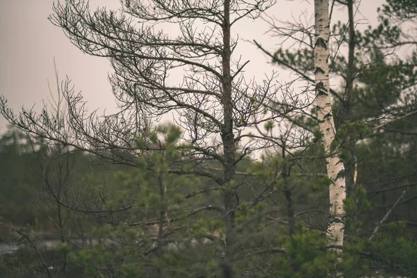 Paysage Rural Avec Des Arbres Secs Dans Ciel Couvert — Photo