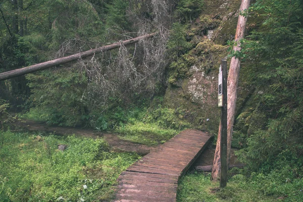 観光ハイキング暗い大地と緑の葉で緑の夏フォレスト トレイル コース — ストック写真