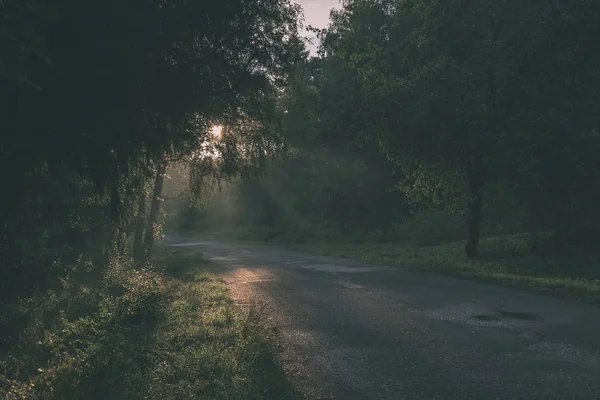 Morning Sunlight Shining Trees Road Summer Forest — Stock Photo, Image