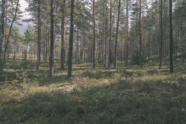 Fond Forêt Feuilles Persistantes Avec Des Épinettes Des Pins — Photo