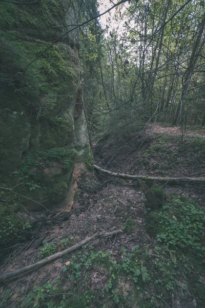 Sendero Senderismo Turístico Verde Bosque Verano Con Tierra Oscura Follaje —  Fotos de Stock